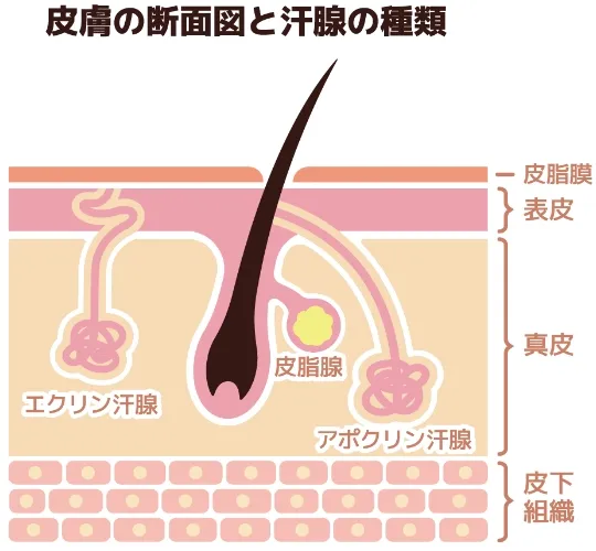 基底細胞がんの種類